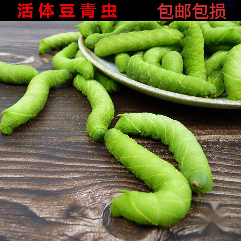 活体豆青虫猪儿虫芝麻虫豆丹绿色大青虫钓鱼宠物食物食用高蛋白 3条