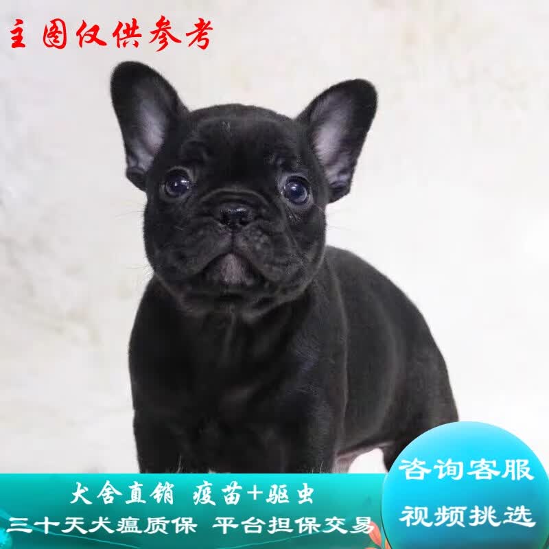 桓瑞宠物法牛犬幼犬幼崽法国斗牛犬纯种宠物狗狗活体犬舍直销中型犬保健康 宠物级 宠物级A款 公高性价比高么？