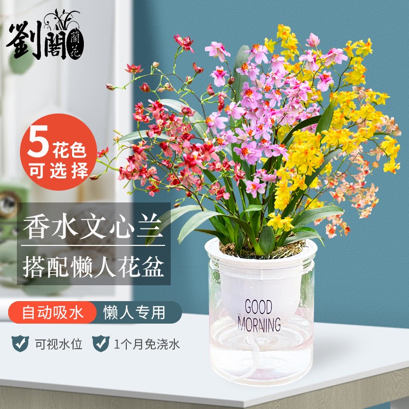 可以看京东花卉历史价格|花卉价格历史