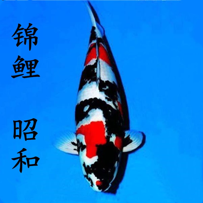 锦鲤活体日本纯种昭和白写观赏鱼红白丹顶大正三色白金乌金黄金锦鲤鱼