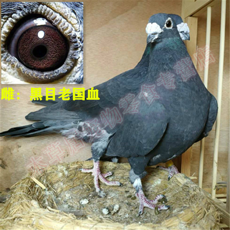 纯种 老国血李鸟 吴淞 西翁种鸽信鸽远程鸽李种超远程纯白信鸽 火凤凰