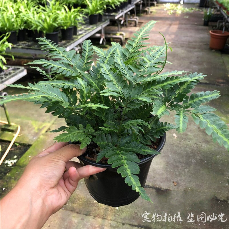 印度冬青蕨 蜥蜴蕨 金心蕨 傅士蕨 常绿蕨类小植物 印度冬青蕨-14cm中