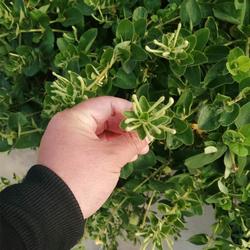 大毛金银花彩金4年苗当年开花 不含盆