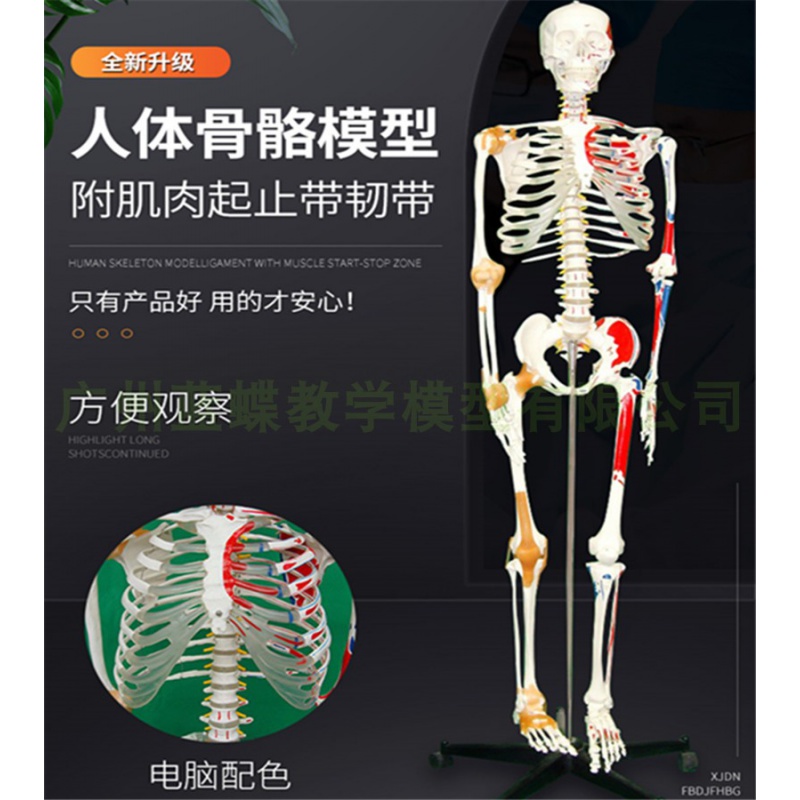170cm骨骼附肌肉着色及韧带