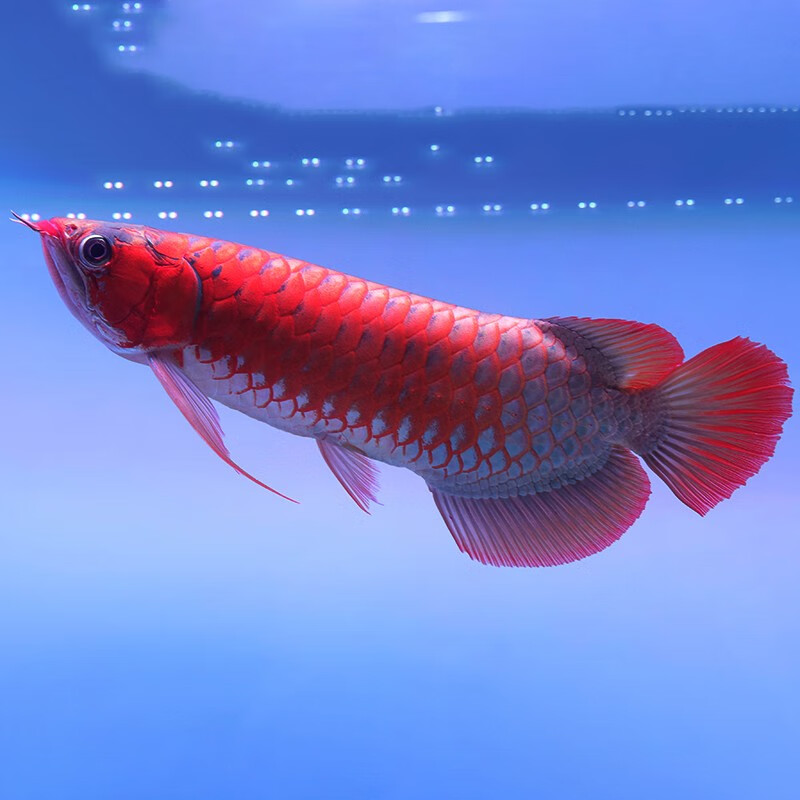jypet红龙鱼活鱼观赏鱼过背龙鱼印尼辣椒红龙鱼苗练手鱼号半金龙鱼