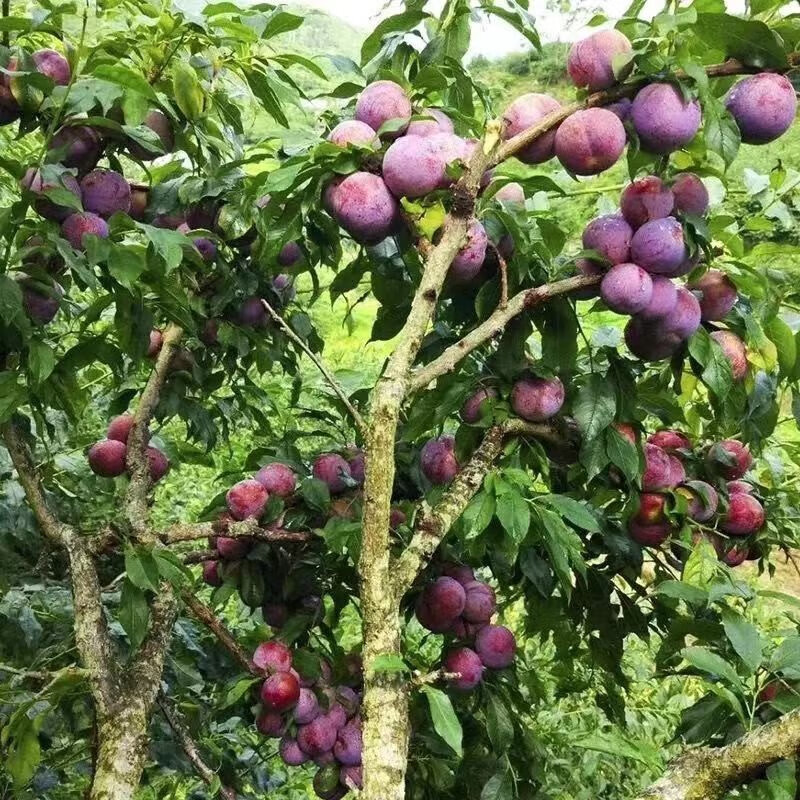 虞润 李子树苗嫁接李子苗晚熟李子南北方种果树当年结果 三华李子 2年