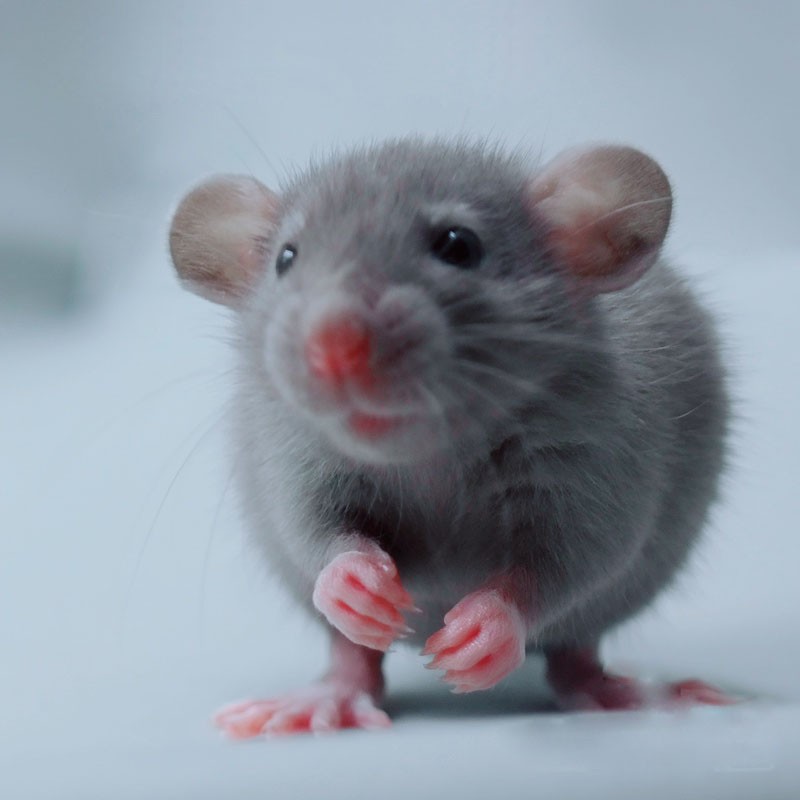 double yellow花枝鼠活体幼崽家养温顺高智商小型宠物鼠活物可爱亲人