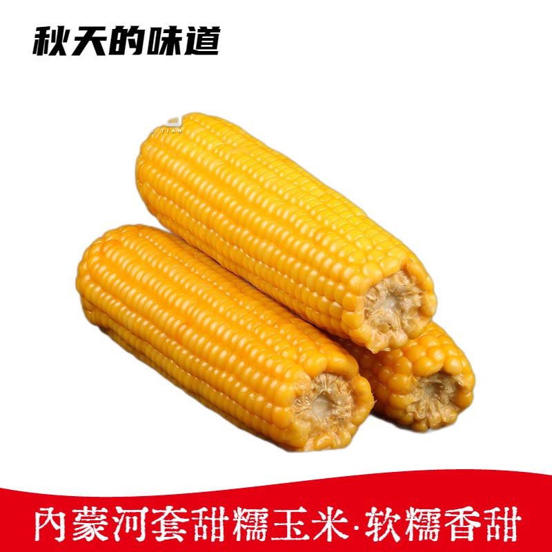 秋天的味道 内蒙古河套 新鲜甜糯玉米棒 玉米粒 可蒸煮烧烤熬汤食材