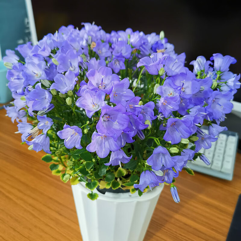 丹麦重瓣蓝风铃花盆栽清新意大利梦露风铃花窗台花卉铃铛花z1 梦露