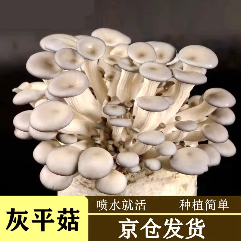 花语笙默蘑菇种植包家种平菇菌菇包家庭阳台室内好养可食用新鲜菌菇棒