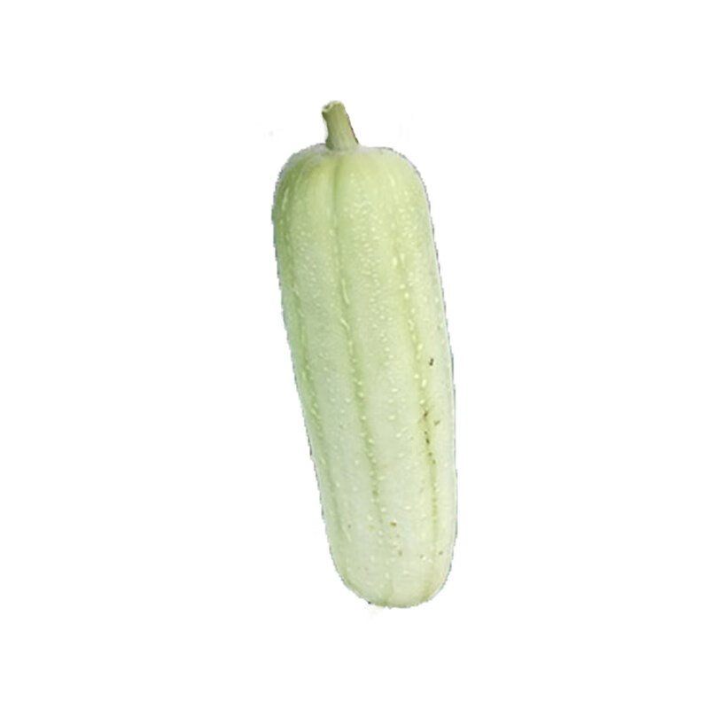 花姬春香白丝瓜种子肉丝瓜水瓜肉丝瓜大田奶油丝瓜四季种籽蔬菜种孑春