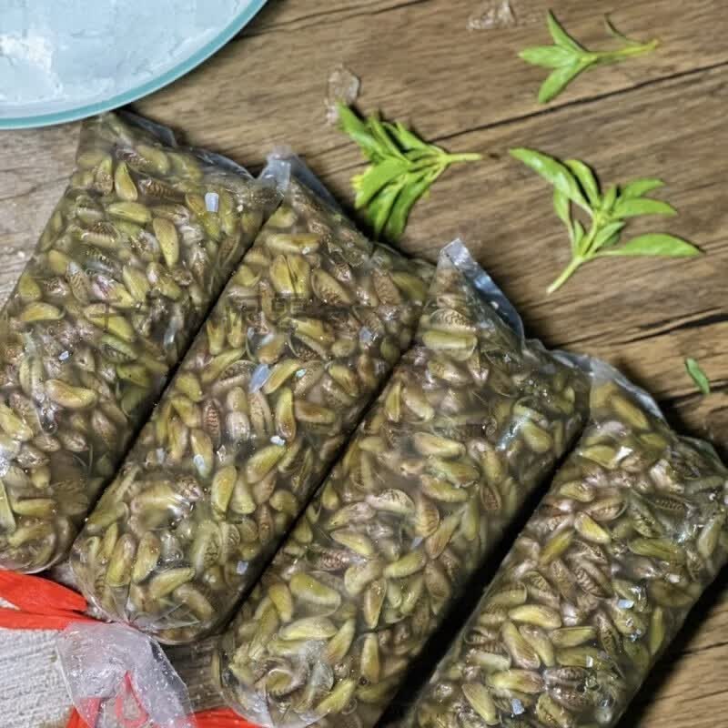 邦晖嘉新鲜鲜活海鲜潮汕特色捞汁生腌美食原材料海瓜子薄壳米顺丰 400