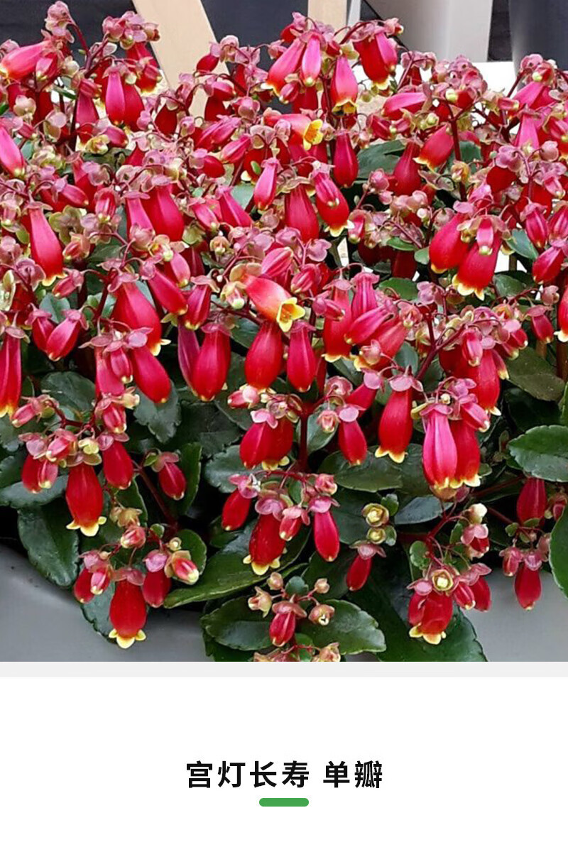 刘不丁单重瓣宫灯长寿盆栽苗阳台盆栽植物年宵花蔓生吊钟海棠大宫灯