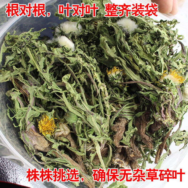 野生蒲浦公英整棵带根正宗中草药泡水干货天然散结茶婆婆丁 一斤整棵