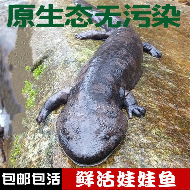 秋收以渔 鲜活娃娃鱼食用活体大鲵生鲜人工养殖淡水鱼 产地直发 包活