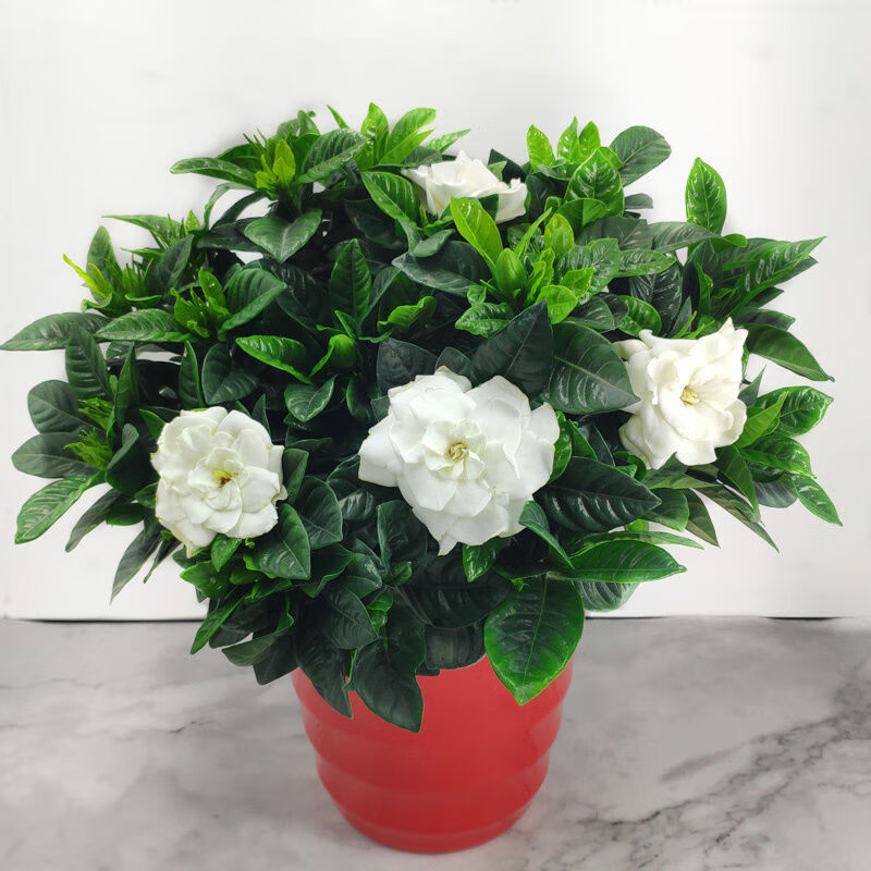 【精选【带花苞发货】栀子花盆栽室内发财树花卉四季开花观花植物除