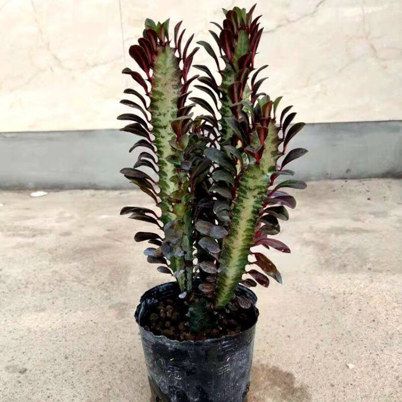 mojy龙骨花龙骨树自家龙骨盆栽大植物龙骨花室内花开花霸王鞭玉麒麟仙