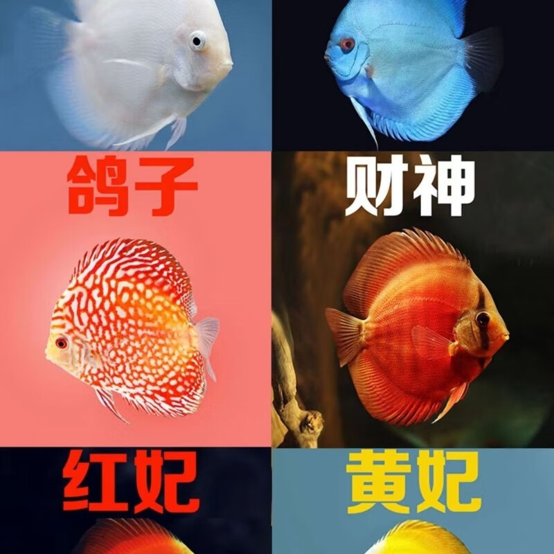 七彩神仙鱼20多个品种淡水鱼热带鱼观赏鱼售后指导包活到家 2-3厘米