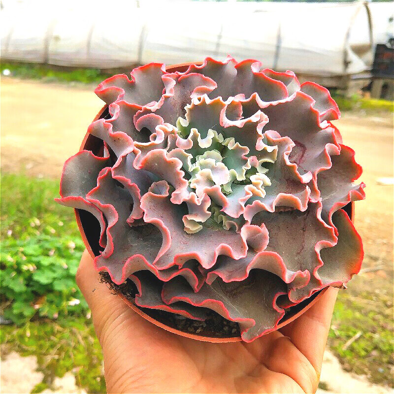 高砂之翁老桩巨型多肉女王花笠超大肉肉花卉盆栽 高沙之翁 冠幅12里