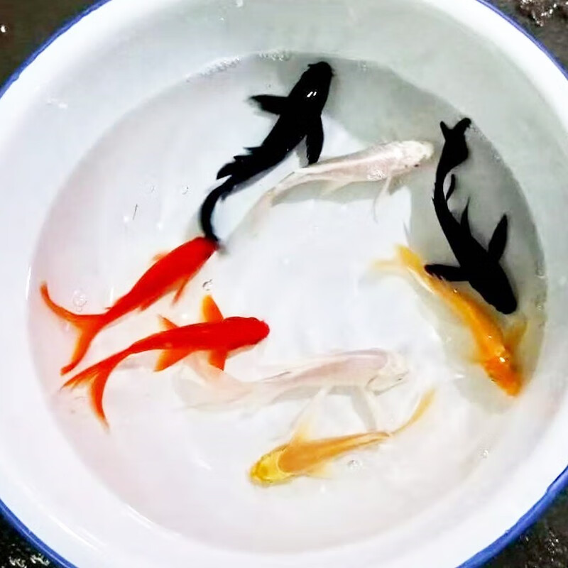 活体鱼 锦鲤活鱼淡水冷水练手闯缸鱼 宠物观赏鱼 八星高照8条7-10cm