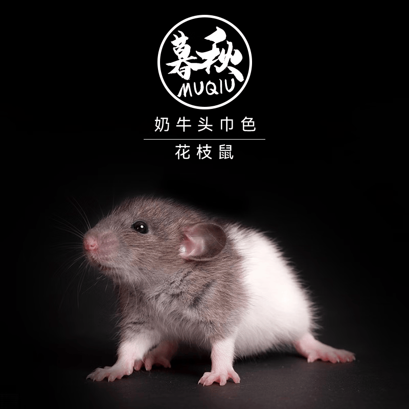 奶牛头巾色花枝鼠
