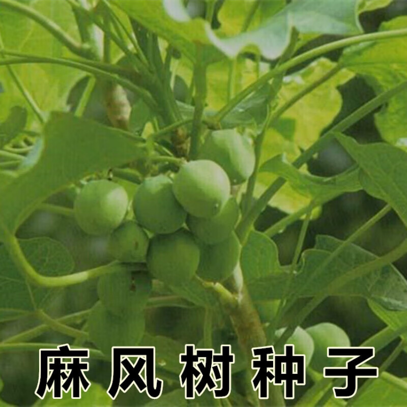 花之然麻疯树种子苗木种子麻风树种子桐油树种子能源树柴油树林木种