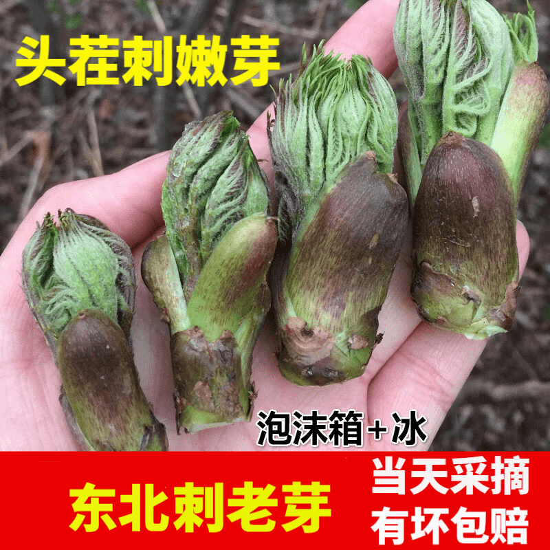 东北长白山刺老芽吉林刺嫩芽刺龙芽 冷冻发货当季新鲜蘸酱菜 泡沫箱