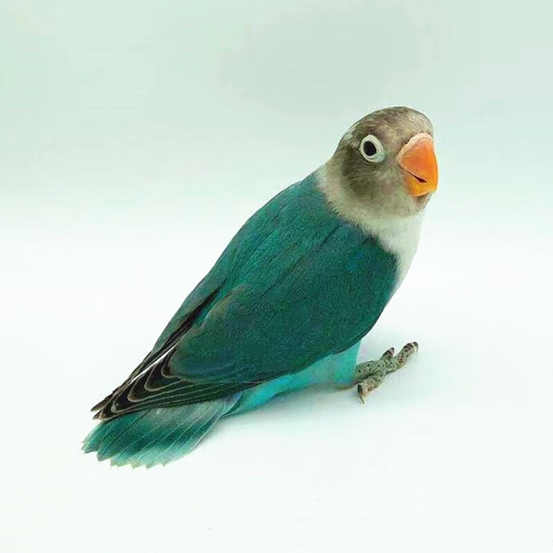 鹦鹉鸟活体牡丹鹦鹉活体玄凤鹦鹉虎皮鹦鹉异宠活体鸟大鹦鹉说话鸟宠物