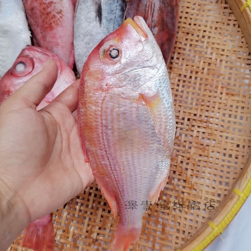 沢素湾 加吉鱼 新鲜鲜活速冻深海铜盆鱼 海鲜冷冻生鲜红鲷鱼冰冻深海