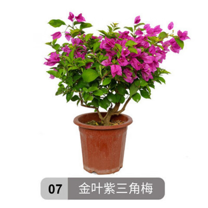 【精选直发】重瓣红三角梅盆栽带花三角梅苗勤花品种爬藤老桩室内花卉