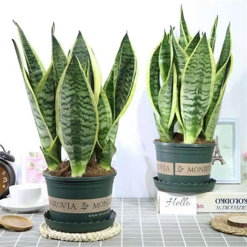 瞩目的装饰品:绿植盆栽价格走势