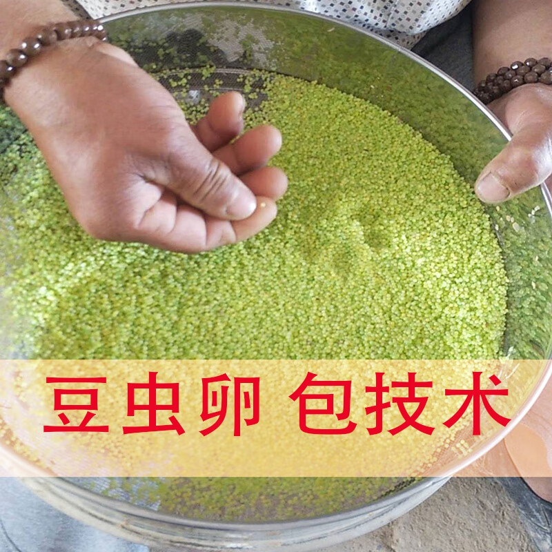 荣郁豆虫卵 豆虫仔 豆丹卵 豆丹仔 豆虫幼苗 豆丹幼苗 1万颗