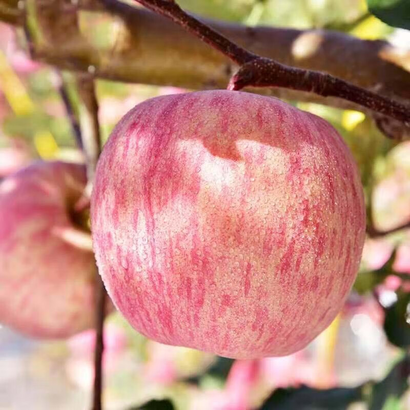 【平价菜场】山西红富士苹果水果5斤/10斤新鲜丑苹果冰糖心脆甜 10斤含箱大果