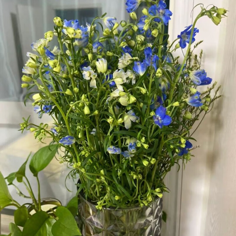 云南鲜花直发小飞燕真花花束混搭水养插花家用 旧故里