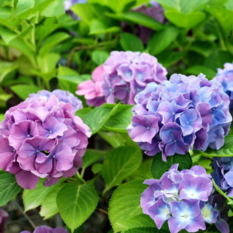 绣球花苗 八仙绣球苗盆栽花卉 无尽夏变色多色绣球花绣球花苗 梦幻