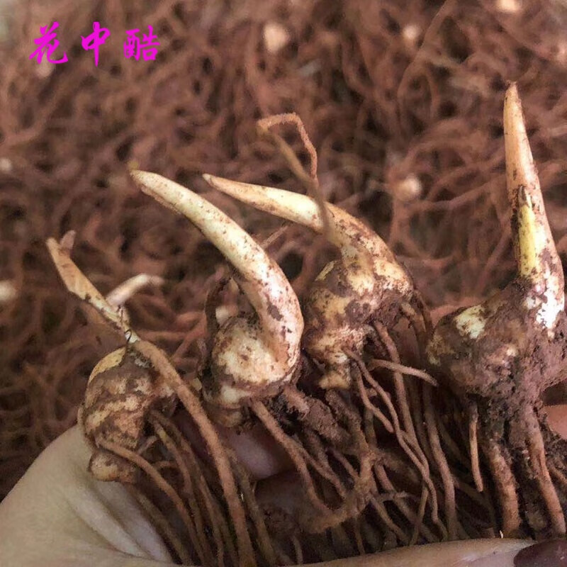 云南滇重楼苗七叶一枝花  种苗 粉质多芽七叶一枝花 重楼苗 重楼种子