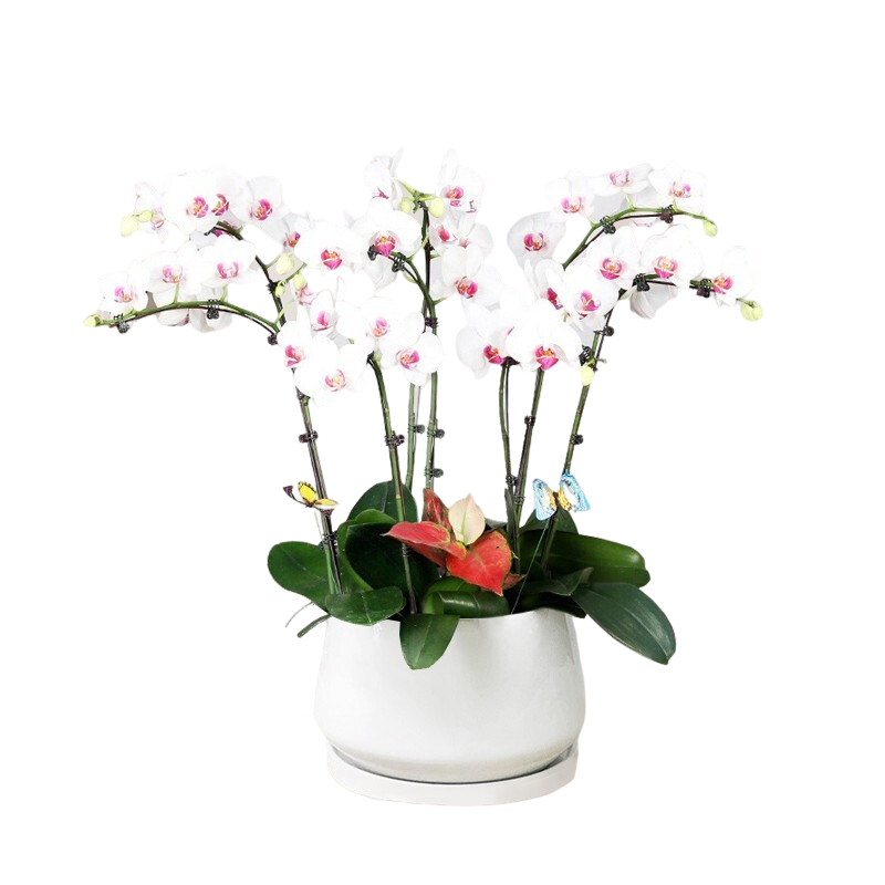 Only you【兩小時(shí)達(dá)】白色蝴蝶蘭帶花苞花劍花盆真花盆蘭花開業(yè)喬遷生日送 8株白色（瓷盆隨機(jī)）