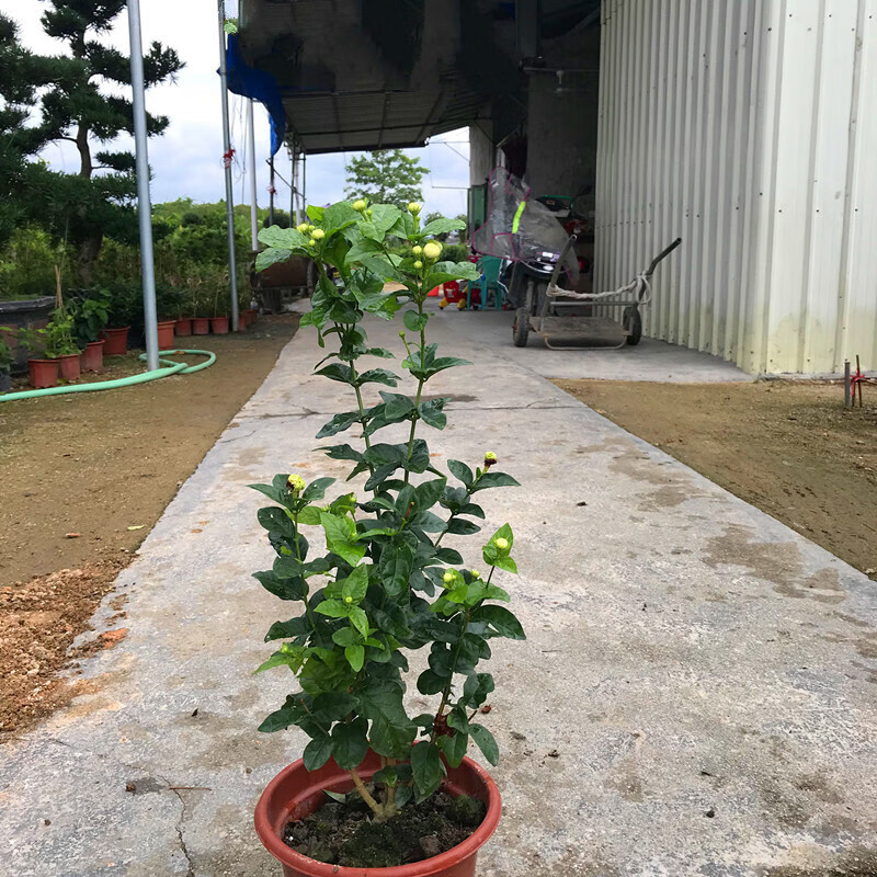 耘沫胭三叶轮生虎头茉莉花苗盆栽当年开花不断庭院木本花卉浓香大花
