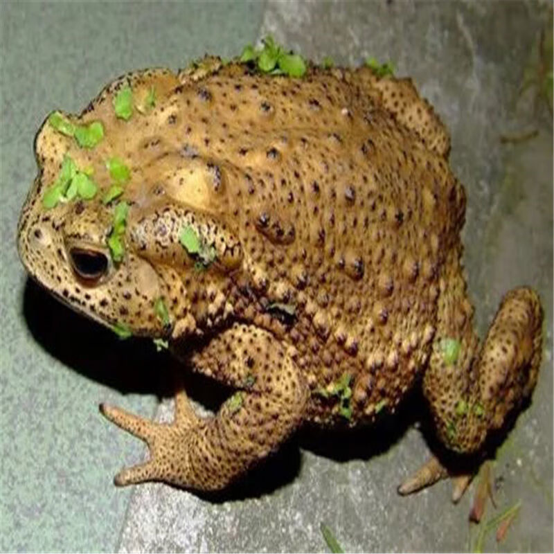 【下单咨询客服】药材 活癞蛤蟆 活蟾蜍  癞蛤蟆 癞蛤蟆活 蟾蜍活体