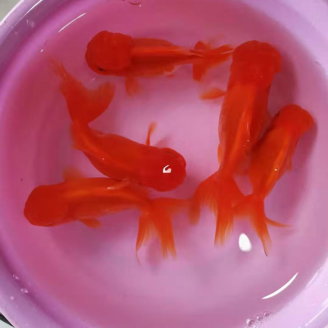墨一精品鹤顶红金鱼活体观赏鱼冷水鱼鸿运当头丹顶红鱼苗小型鱼好养活
