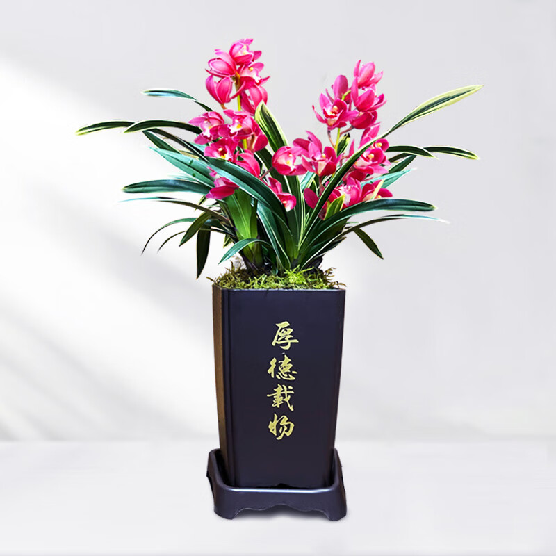 刘阁兰花苗大花蕙兰中国龙不带花苞出售桌面花卉盆栽 5苗带仿紫砂雅致