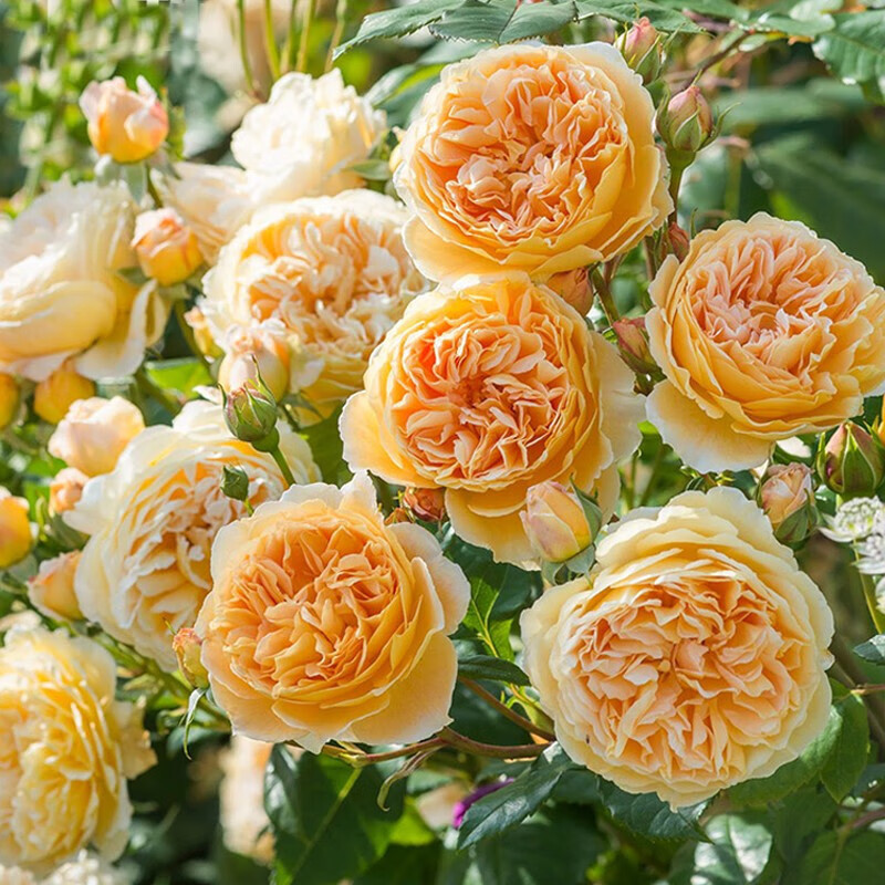 王妃太子妃藤本月季庭院花卉植物盆栽苗爬藤欧月强香大花 香槟色 含盆