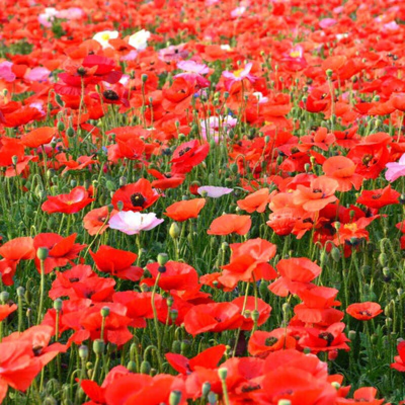 耐寒四季开花种子室外见土就活虞美人花籽花乡古韵 东方虞美人2万粒