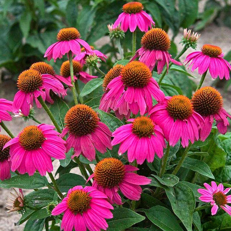 楚风汉韵松果菊种子紫锥花种子景观工程园林绿化花种