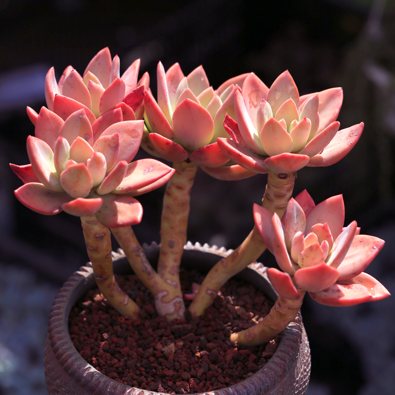 阑兮阁多肉植物老桩特大捧花 芒果美人[巨大株群生老桩多头] 不含盆