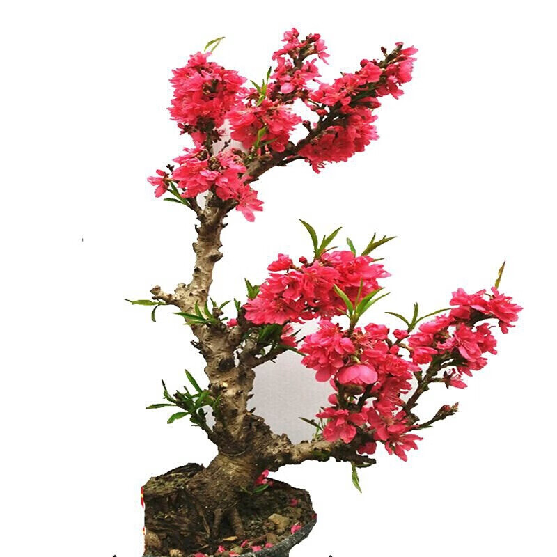 桃盆景观花重瓣桃花庭院盆景树桩桃老桩盆景桃花z5 白色寿星桃三年苗