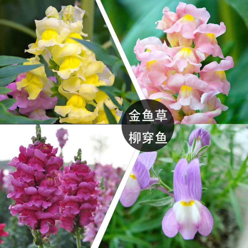 柳穿鱼龙头花狮子 四季种室内阳台盆栽花卉植物百慕大草 金鱼草高杆混