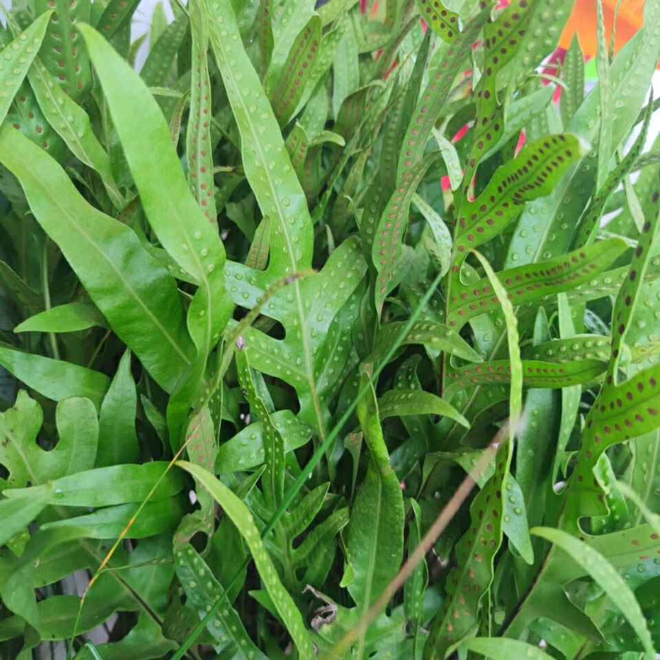 伟博行脉门,通关窍 内伤 七星剑 脉门草 公神草 500克 500克