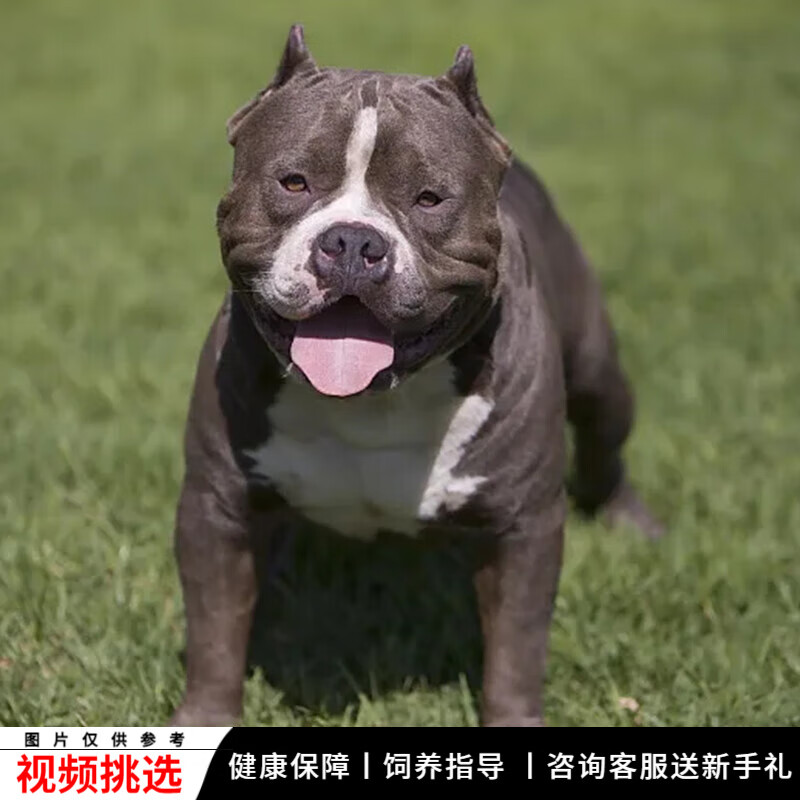 宠六福纯种美国恶霸犬幼犬宠物狗狗活体小狗活物幼崽 宠物级 公