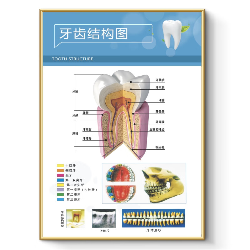 口腔构造图片大全图图片